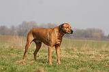 RODESIAN RIDGEBACK 136